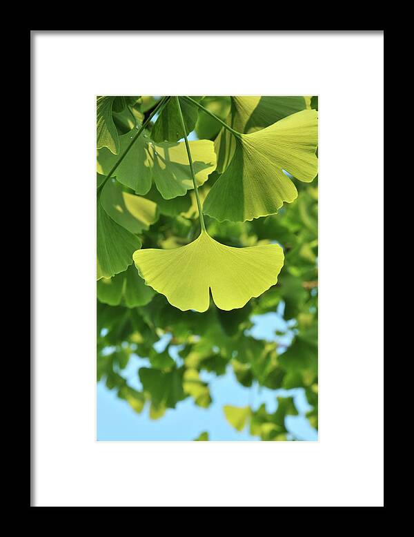 Ginkgo Tree Framed Print featuring the photograph Beauty In Nature by Caoyu36