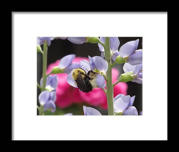 Blue Flower Framed Print featuring the photograph Bee With Blue Wild Indigo #1 by Alfred Ng