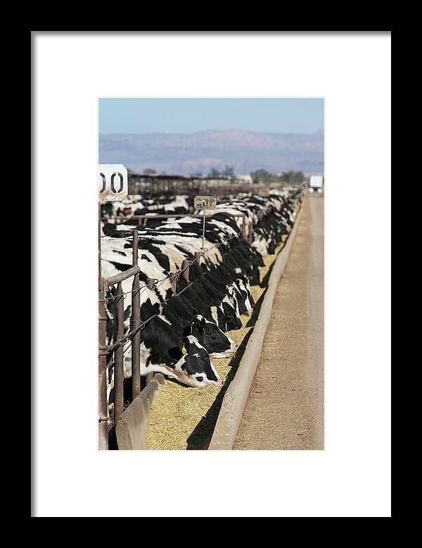 Domesticated Cow Framed Print featuring the photograph Beef Cattle #1 by Jim West