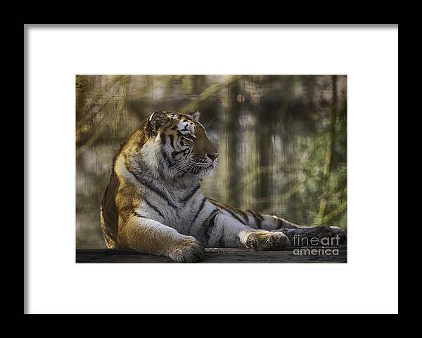 Aggressive Framed Print featuring the photograph Bengal Tiger #1 by Nigel Jones