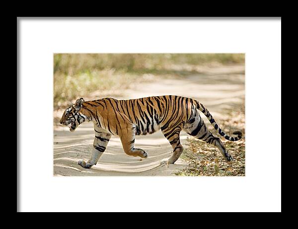 Photography Framed Print featuring the photograph Bengal Tiger Panthera Tigris Tigris #1 by Panoramic Images