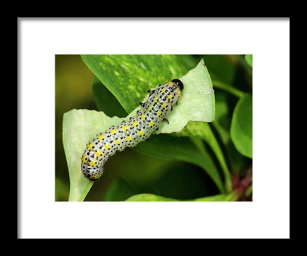 Insect Framed Print featuring the photograph Berberis Sawfly Larva #1 by Nigel Downer