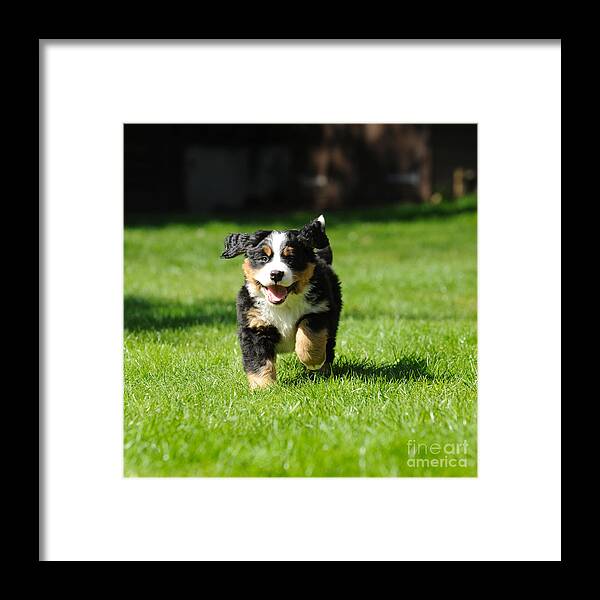 Dog Framed Print featuring the photograph Bernese Mountain Dog Puppy #2 by John Daniels