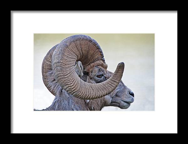 Wildlife Framed Print featuring the photograph Bighorn mountain sheep 1 by Dennis Cox