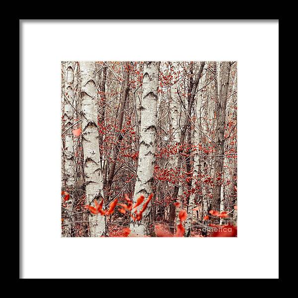 Autumn Framed Print featuring the photograph Birches And Beeches #1 by Hannes Cmarits