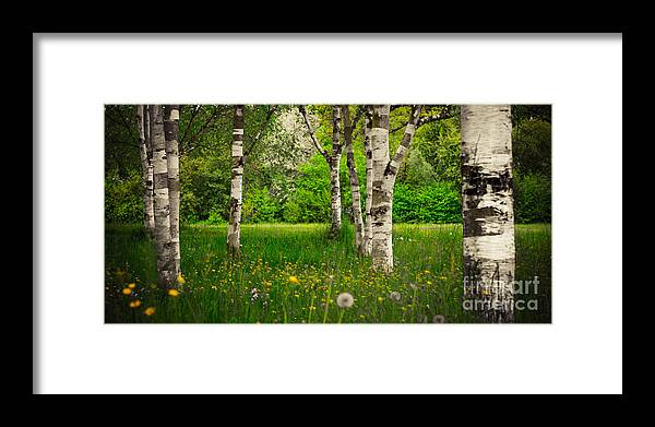 Birch Framed Print featuring the photograph Birches by Hannes Cmarits
