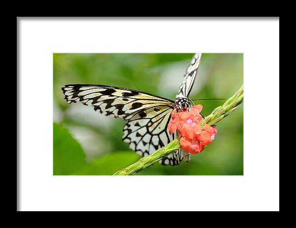 Butterfly Framed Print featuring the photograph Black and White Butterfly #1 by Jeremy Voisey