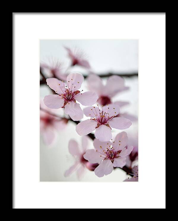 Black Cherry Plum Framed Print featuring the photograph Black Cherry Plum (prunus Cerasifera) #1 by Maria Mosolova