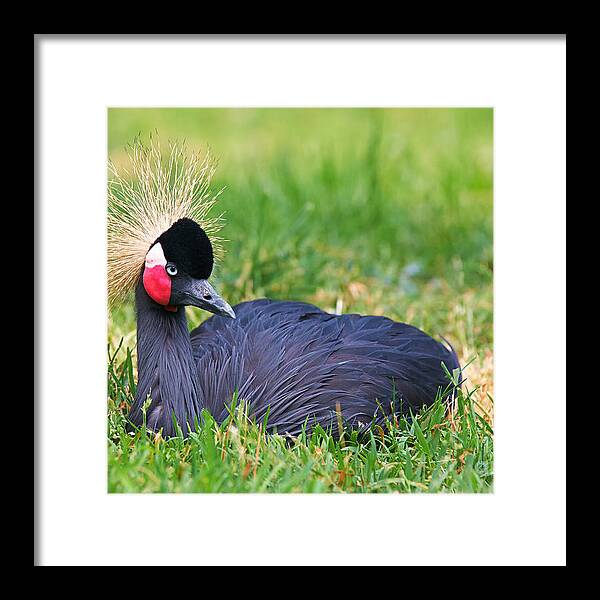 Black Framed Print featuring the photograph Black Crowned Crane #2 by Nick Biemans