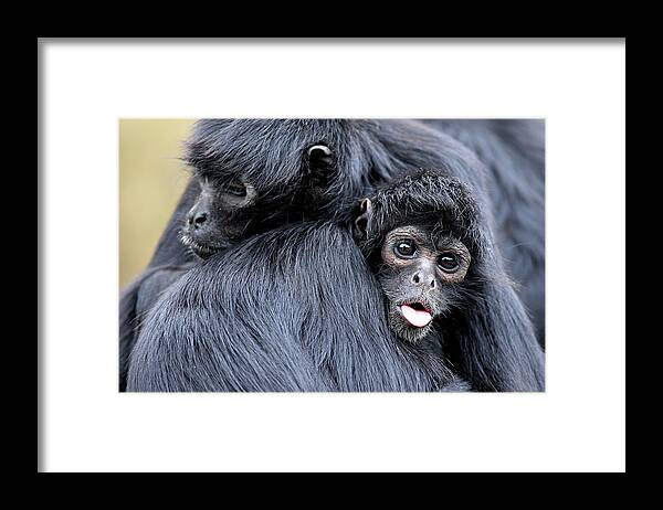 Alertness Framed Print featuring the photograph Black-headed Spider Monkey #1 by Tier Und Naturfotografie J Und C Sohns