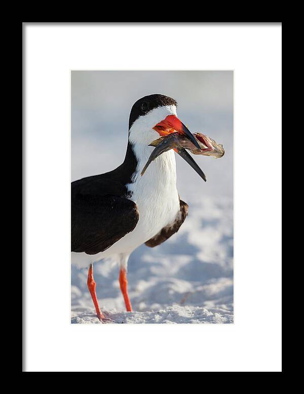 Beach Framed Print featuring the photograph Black Skimmer With Food, Rynchops #1 by Maresa Pryor