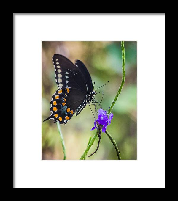 Black Swallowtail Framed Print featuring the photograph Black Swallowtail #1 by Jane Luxton
