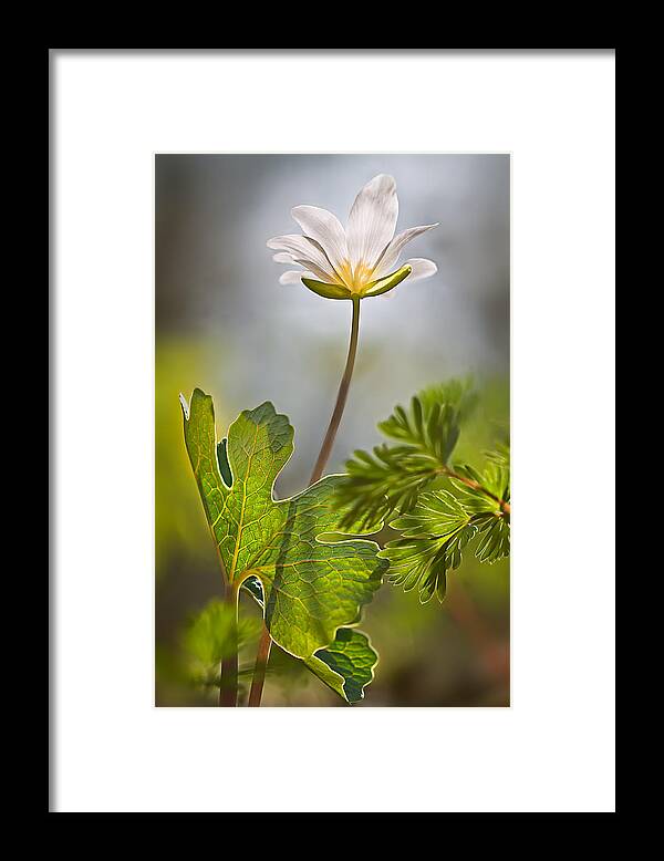 2014 Framed Print featuring the photograph Bloodroot #2 by Robert Charity
