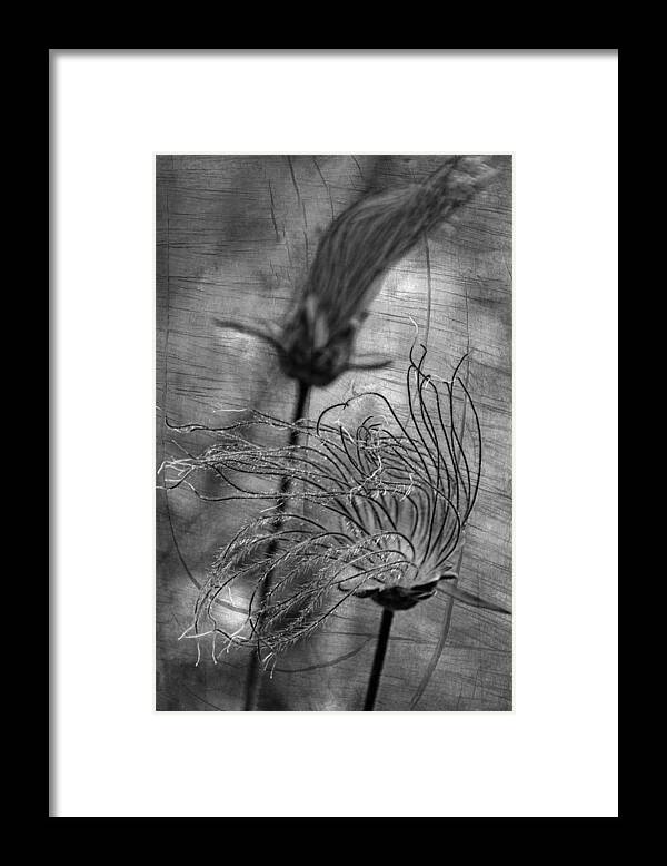 Prairie Smoke Framed Print featuring the photograph Blowin' Smoke #1 by Theo O'Connor
