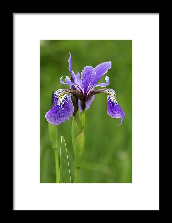 Angiosperm Framed Print featuring the photograph Blue Flag Iris (iris Versicolor) #1 by Bob Gibbons/science Photo Library