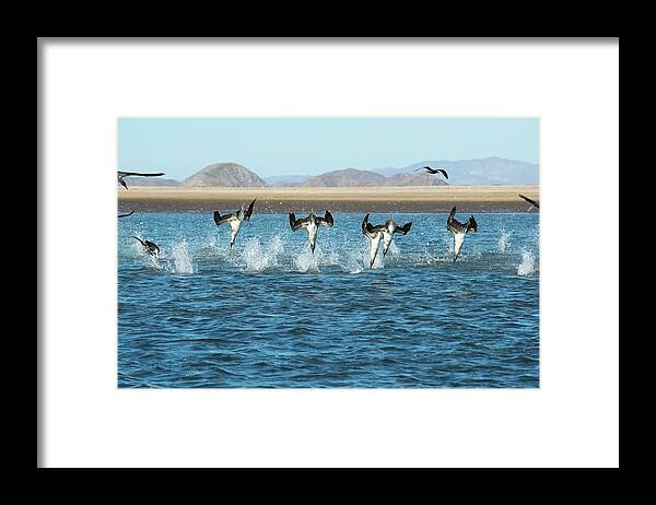 Nobody Framed Print featuring the photograph Blue-footed Boobies Feeding #1 by Christopher Swann