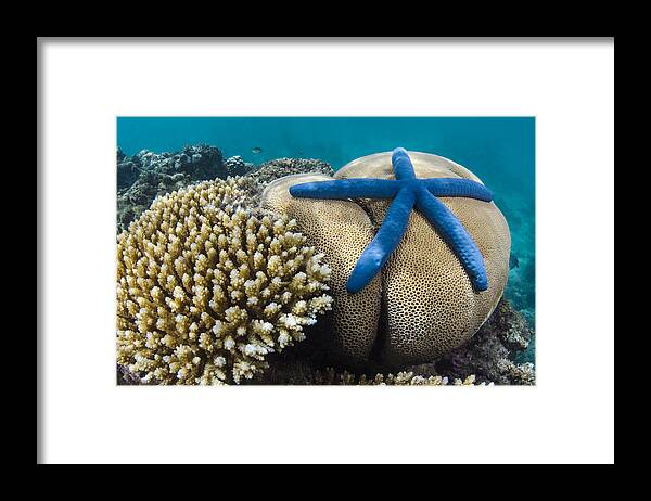 Pete Oxford Framed Print featuring the photograph Blue Sea Star On Coral Reef Fiji #2 by Pete Oxford