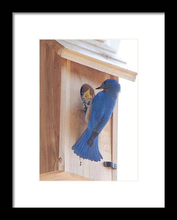 Bird Framed Print featuring the photograph Bluebird of Happiness by Kenny Glover