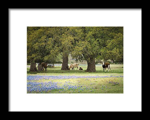 Landscape Framed Print featuring the photograph Bluebonnets and Bovines #1 by Debbie Karnes