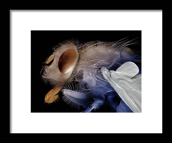Animal Framed Print featuring the photograph Bluebottle Fly Head And Thorax #1 by Clouds Hill Imaging Ltd