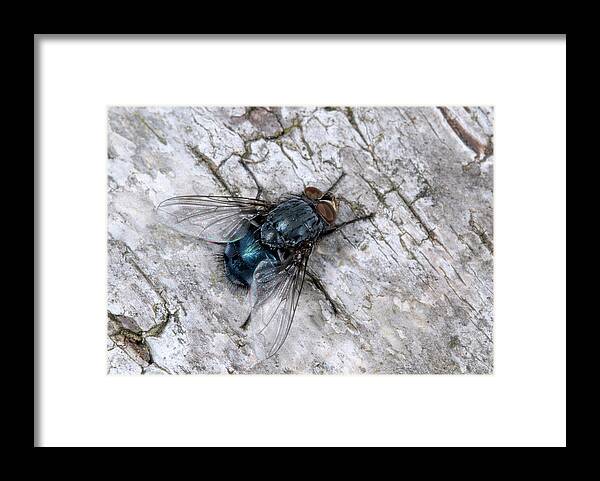 Insect Framed Print featuring the photograph Bluebottle Fly #1 by Nigel Downer
