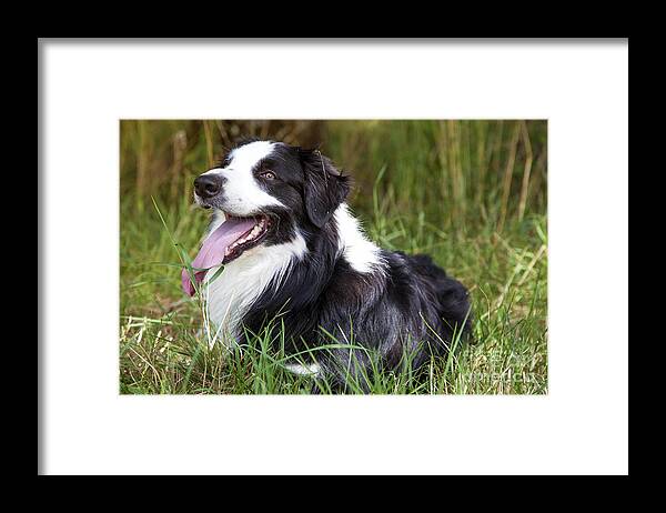 Dog Framed Print featuring the photograph Border Collie in the nature #1 by Gina Koch