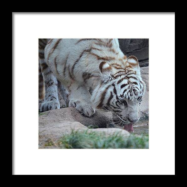  Framed Print featuring the photograph Boy, Was He Thirsty! #1 by Jinxi The House Cat