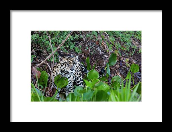 Animal Framed Print featuring the photograph Brazil, Mato Grosso, The Pantanal, Rio #1 by Ellen Goff
