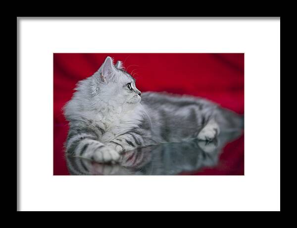 Felidae Framed Print featuring the photograph British Longhair Kitten #2 by Melanie Viola