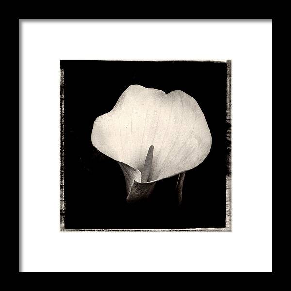 Flower Framed Print featuring the photograph Brooklyn Lily #1 by Frank Winters