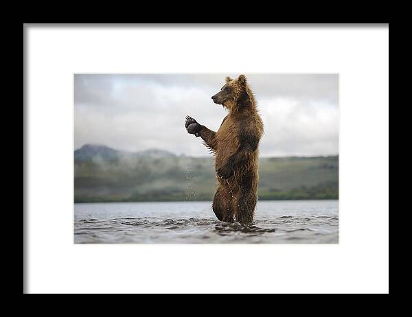 Feb0514 Framed Print featuring the photograph Brown Bear In River Kamchatka Russia #1 by Sergey Gorshkov