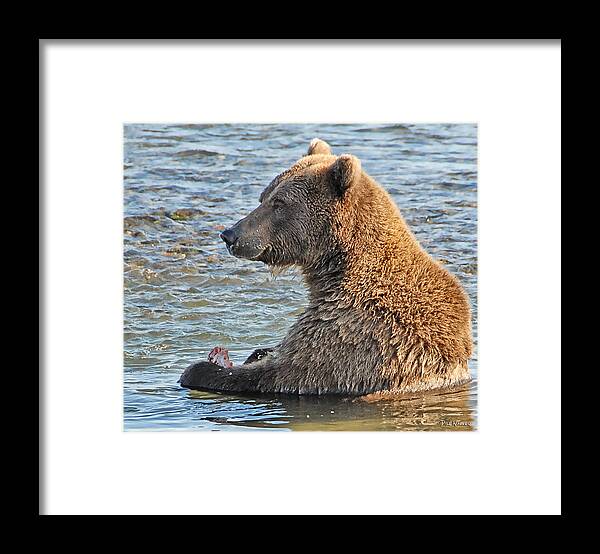 Bear Framed Print featuring the photograph Salmon for Dinner by Dyle  Warren