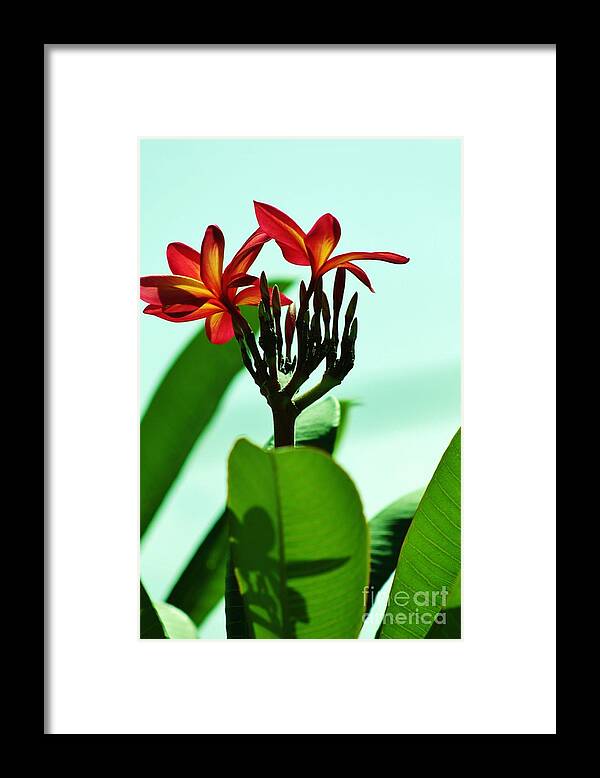 Plumaria Framed Print featuring the photograph Buds and Blossoms #2 by Craig Wood