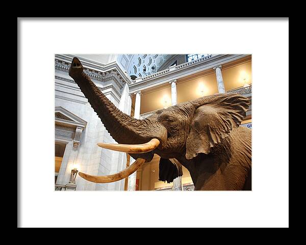 Bull Elephant Framed Print featuring the photograph Bull Elephant in Natural History Rotunda #7 by Kenny Glover