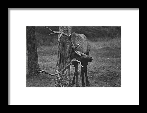 Elk Framed Print featuring the photograph Bull Elk With An Itch #1 by Retro Images Archive