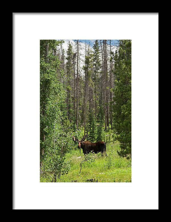 Moose Framed Print featuring the photograph Bull Moose Grazing In Mountain Forest #1 by Jim West