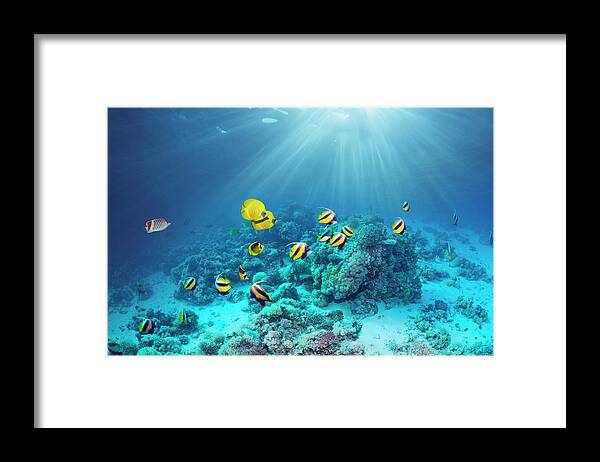Red Sea Framed Print featuring the photograph Butterflyfish Over Coral Reef #1 by Georgette Douwma