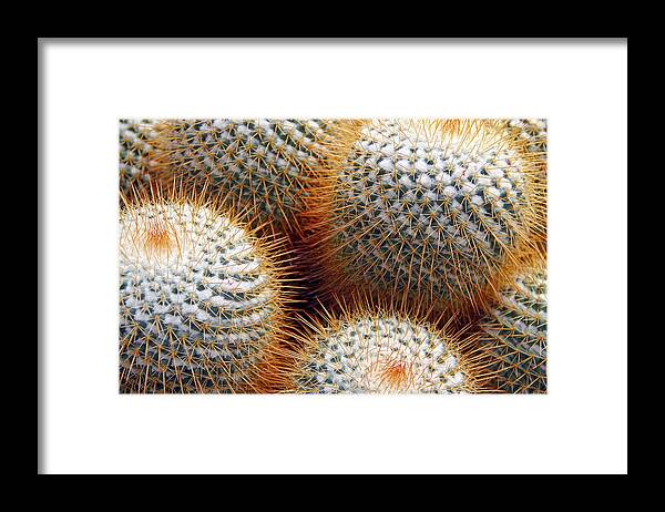 Cactus Framed Print featuring the photograph Cactus #1 by Jim McCullaugh