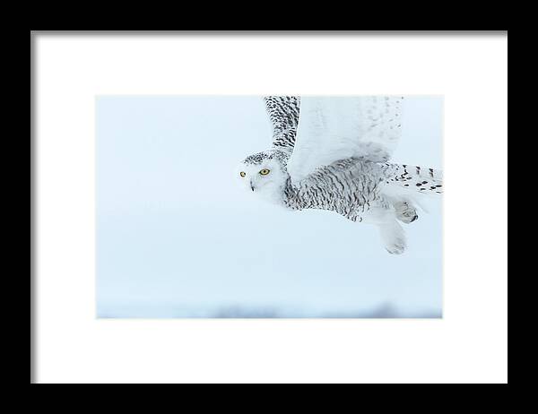 Avian Framed Print featuring the photograph Canada, Ontario, Barrie #1 by Jaynes Gallery