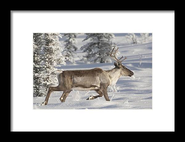 Feb0514 Framed Print featuring the photograph Caribou Running In Snow Alaska #1 by Michael Quinton