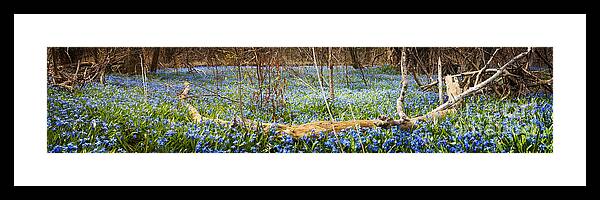 Flowers Framed Print featuring the photograph Carpet of blue flowers in spring forest 2 by Elena Elisseeva