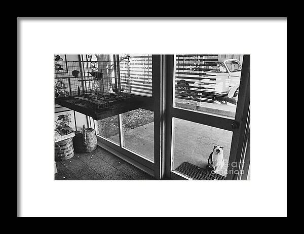 House Cat Framed Print featuring the photograph Cat Crying #1 by Lynn Lennon