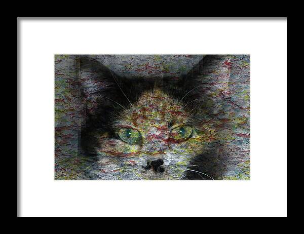 Cat Framed Print featuring the photograph Catalina #1 by David Yocum