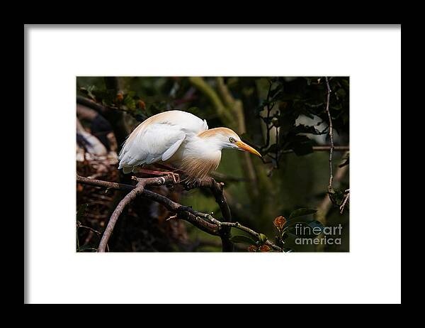 Cattle Framed Print featuring the photograph Cattle egret in a tree #1 by Nick Biemans