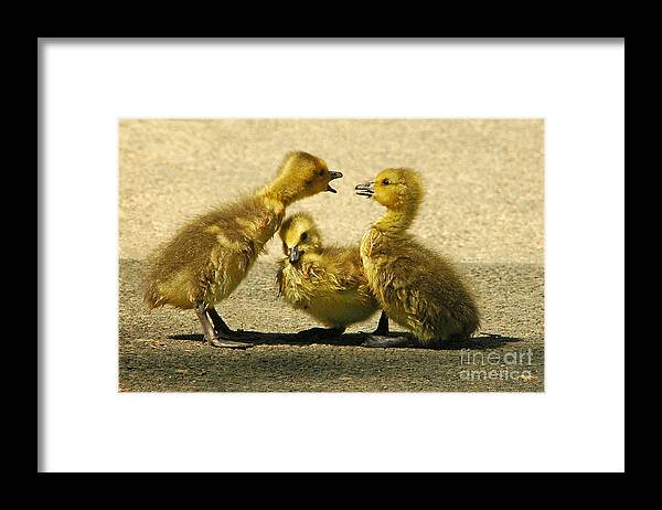 Nature Framed Print featuring the photograph Caught in the Middle by Olivia Hardwicke