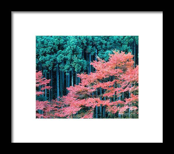 Kitayama-sugi Framed Print featuring the photograph Cedar Forest Japan #1 by Tomomi Saito