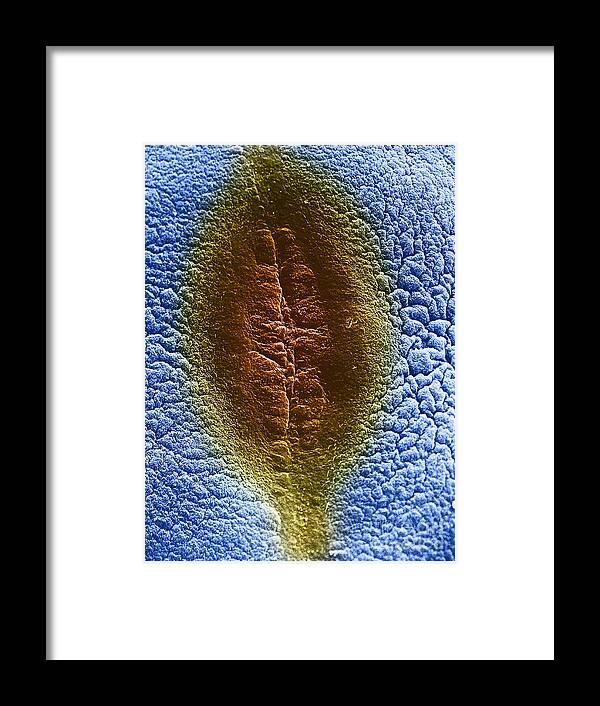 Eukaryote Framed Print featuring the photograph Cell Division, Sem #1 by David M. Phillips
