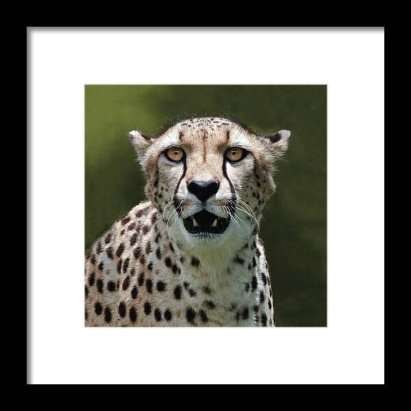Cheetah Framed Print featuring the photograph Cheetah Portrait #1 by William Bitman