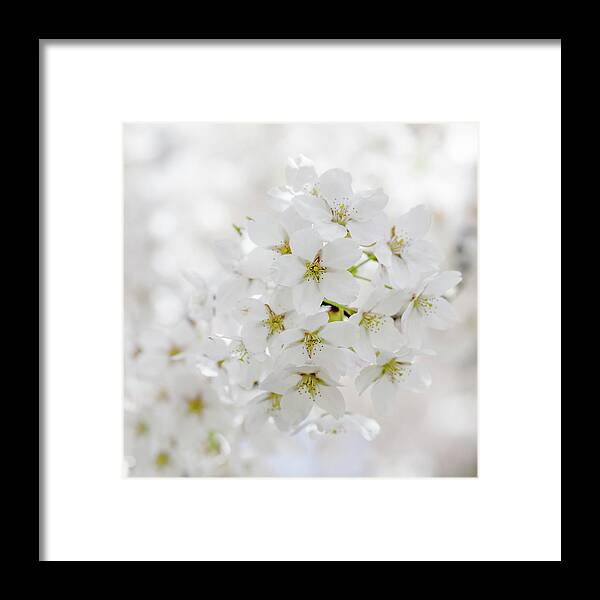 Outdoors Framed Print featuring the photograph Cherry Blossom In Bloom #1 by Doug Armand