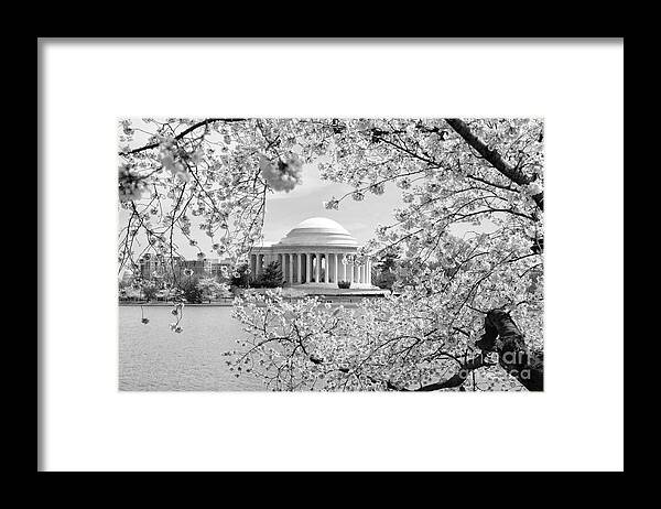 Cherry Blossoms Framed Print featuring the photograph Cherry Blossoms #1 by Cathy Alba